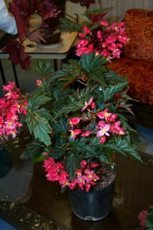 B. ‘Elizabeth Lahn’